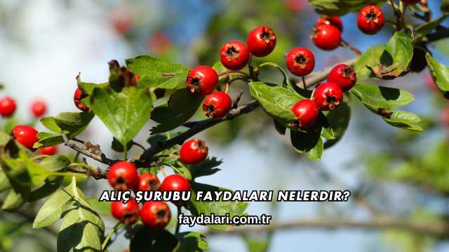 Alıç Şurubu Faydaları Nelerdir?