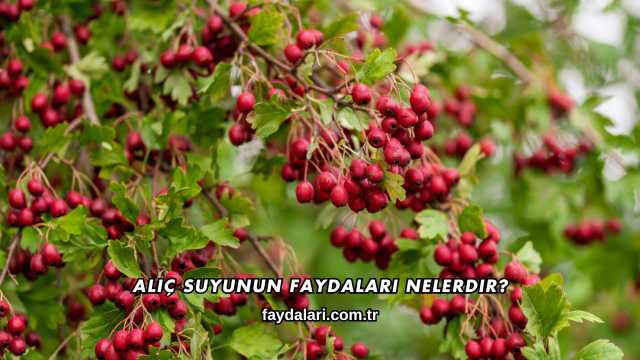 Alıç Suyunun Faydaları Nelerdir?