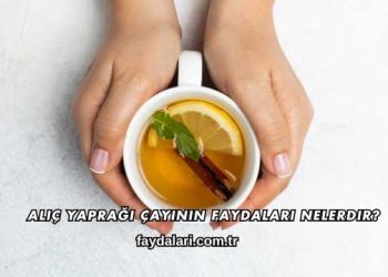 Alıç Yaprağı Çayının Faydaları Nelerdir?