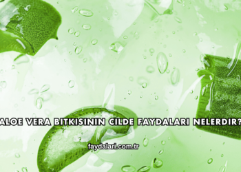 Aloe Vera Bitkisinin Cilde Faydaları Nelerdir?