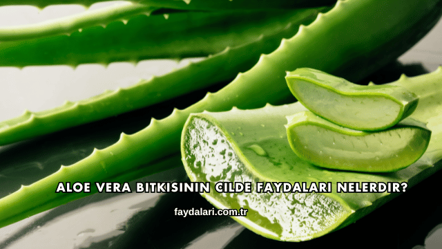 Aloe Vera Bitkisinin Cilde Faydaları Nelerdir?