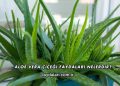 Aloe Vera Çiçeği Faydaları Nelerdir?