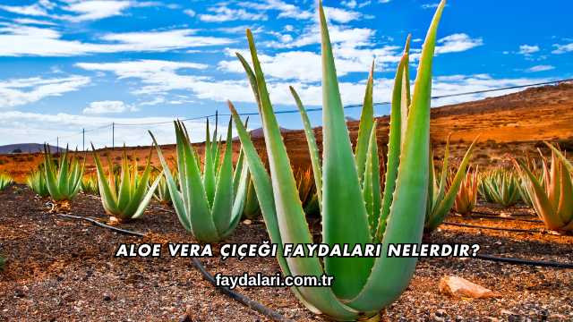Aloe Vera Çiçeği Faydaları Nelerdir?