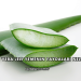 Aloe Vera Jeli Yemenin Faydaları Nelerdir?