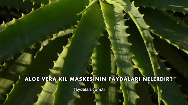 Aloe Vera Kil Maskesinin Faydaları Nelerdir?