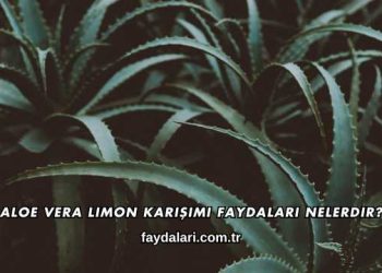 Aloe Vera Limon Karışımı Faydaları Nelerdir?