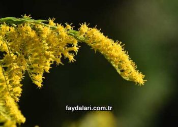 Altın Otu Çiçeği Faydaları Nelerdir?