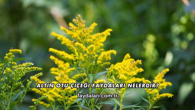 Altın Otu Çiçeği Faydaları Nelerdir?