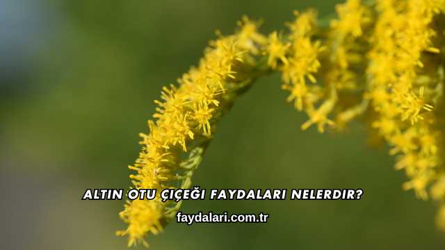 Altın Otu Çiçeği Faydaları Nelerdir?