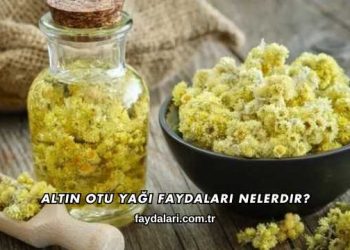 Altın Otu Yağı Faydaları Nelerdir?
