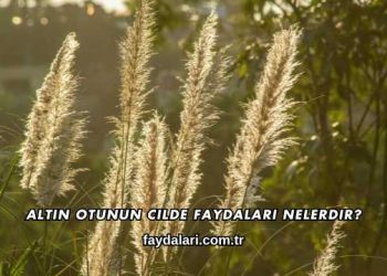 Altın Otunun Cilde Faydaları Nelerdir?