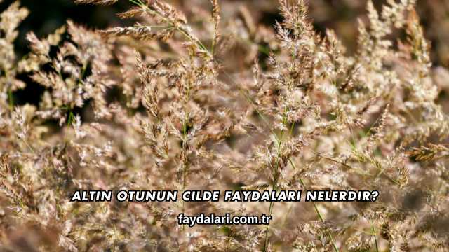 Altın Otunun Cilde Faydaları Nelerdir?