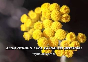 Altın Otunun Saça Faydaları Nelerdir?