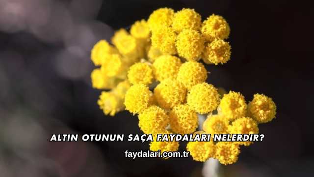 Altın Otunun Saça Faydaları Nelerdir?