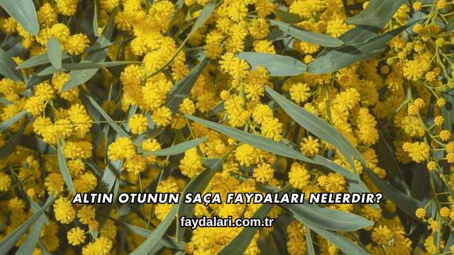 Altın Otunun Saça Faydaları Nelerdir?