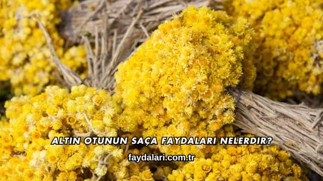 Altın Otunun Saça Faydaları Nelerdir?