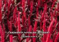 Amaranth Faydaları Nelerdir?