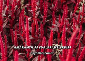 Amaranth Faydaları Nelerdir?