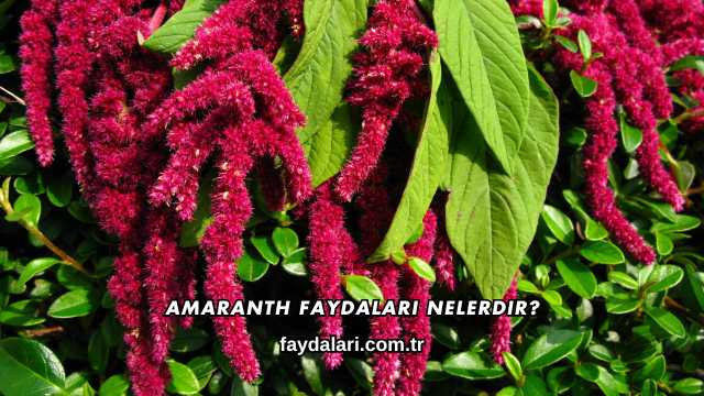 Amaranth Faydaları Nelerdir?