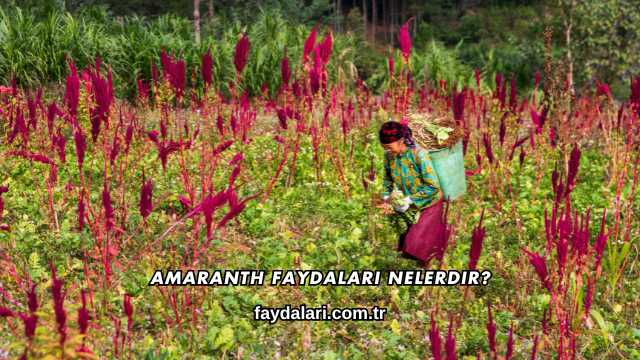 Amaranth Faydaları Nelerdir?