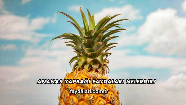 Ananas Yaprağı Faydaları Nelerdir?
