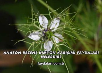 Anason Rezene Kimyon Karışımı Faydaları Nelerdir?
