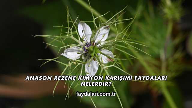 Anason Rezene Kimyon Karışımı Faydaları Nelerdir?