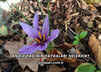 Andız Yağının Faydaları Nelerdir?