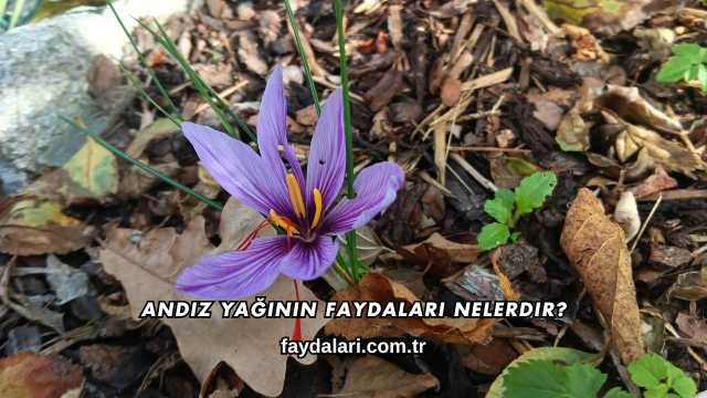 Andız Yağının Faydaları Nelerdir?