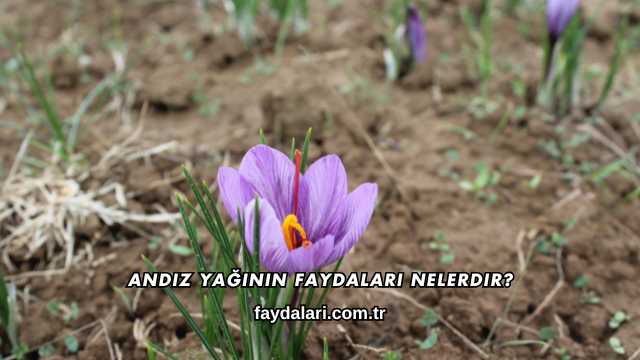 Andız Yağının Faydaları Nelerdir?