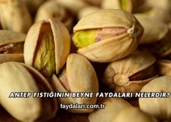Antep Fıstığının Beyne Faydaları Nelerdir?