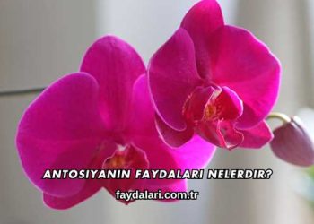 Antosiyanin Faydaları Nelerdir?