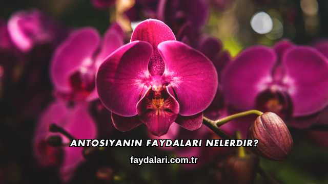 Antosiyanin Faydaları Nelerdir?