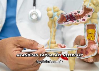 Apandisin Faydaları Nelerdir?