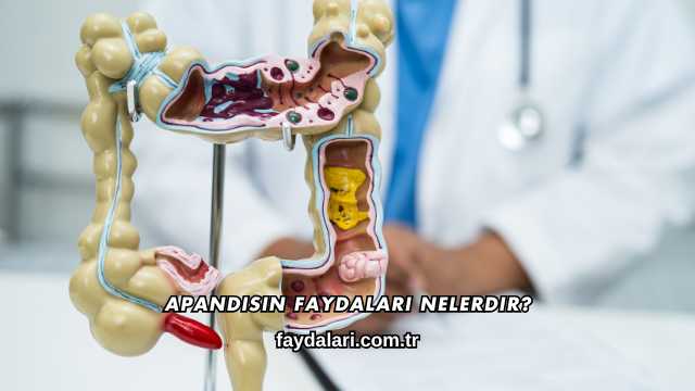 Apandisin Faydaları Nelerdir?