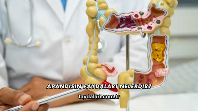 Apandisin Faydaları Nelerdir?