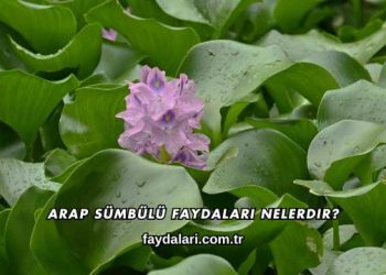 Arap Sümbülü Faydaları Nelerdir?