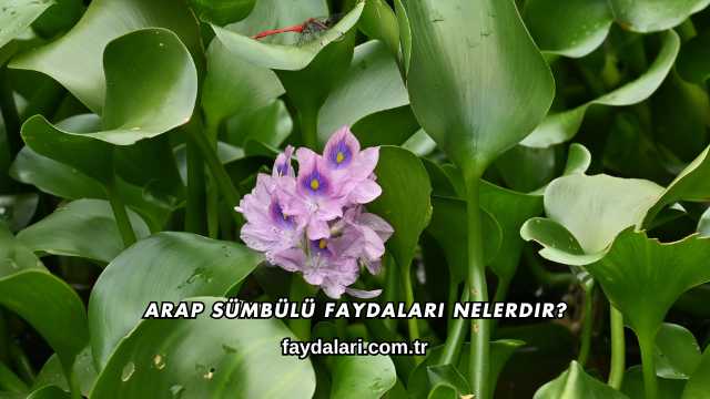 Arap Sümbülü Faydaları Nelerdir?