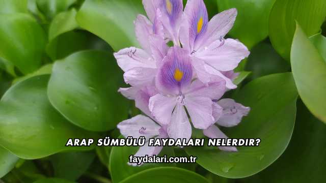 Arap Sümbülü Faydaları Nelerdir?