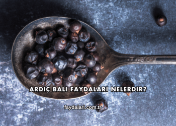 Ardıç Balı Faydaları Nelerdir?