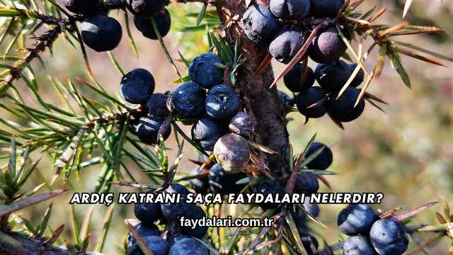 Ardıç Katranı Saça Faydaları Nelerdir?
