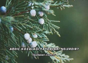Ardıç Kozalağı Faydaları Nelerdir?