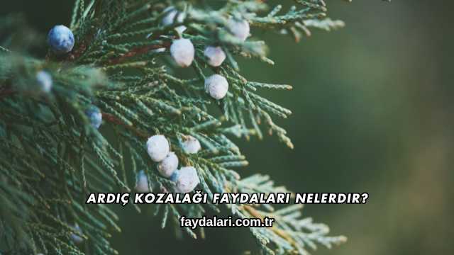 Ardıç Kozalağı Faydaları Nelerdir?