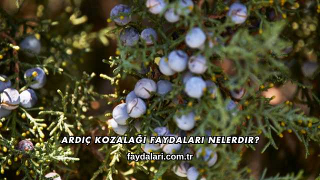 Ardıç Kozalağı Faydaları Nelerdir?
