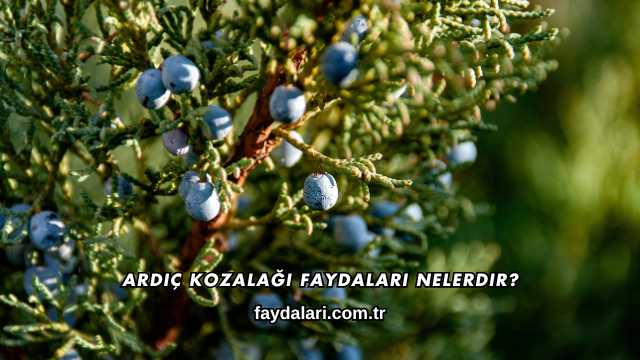 Ardıç Kozalağı Faydaları Nelerdir?
