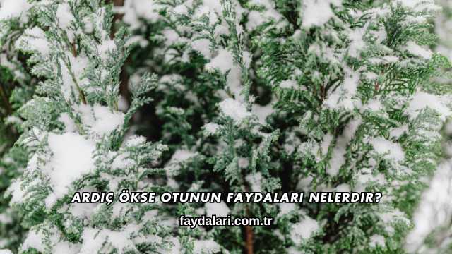 Ardıç Ökse Otunun Faydaları Nelerdir?