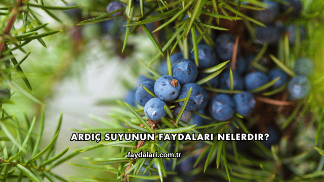Ardıç Suyunun Faydaları Nelerdir?