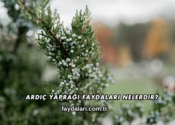 Ardıç Yaprağı Faydaları Nelerdir?