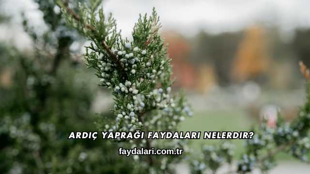 Ardıç Yaprağı Faydaları Nelerdir?