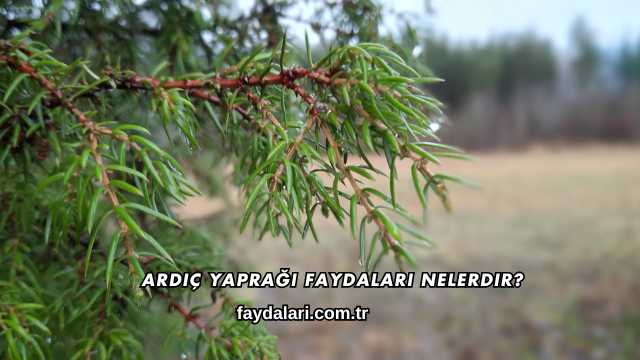 Ardıç Yaprağı Faydaları Nelerdir?